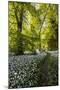 Flowers in a Woods Near Badbury Hill, Oxford, Oxfordshire, England, United Kingdom, Europe-Matthew Williams-Ellis-Mounted Photographic Print