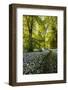 Flowers in a Woods Near Badbury Hill, Oxford, Oxfordshire, England, United Kingdom, Europe-Matthew Williams-Ellis-Framed Photographic Print