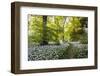 Flowers in a Woods Near Badbury Hill, Oxford, Oxfordshire, England, United Kingdom, Europe-Matthew Williams-Ellis-Framed Photographic Print