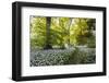 Flowers in a Woods Near Badbury Hill, Oxford, Oxfordshire, England, United Kingdom, Europe-Matthew Williams-Ellis-Framed Photographic Print