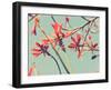 Flowers in Bloom on a Tree-Myan Soffia-Framed Photographic Print