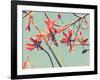 Flowers in Bloom on a Tree-Myan Soffia-Framed Photographic Print