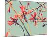 Flowers in Bloom on a Tree-Myan Soffia-Mounted Photographic Print