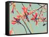 Flowers in Bloom on a Tree-Myan Soffia-Framed Stretched Canvas