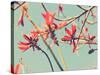 Flowers in Bloom on a Tree-Myan Soffia-Stretched Canvas