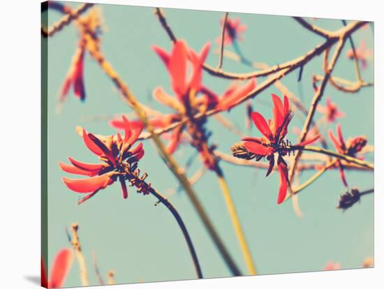 Flowers in Bloom on a Tree-Myan Soffia-Stretched Canvas