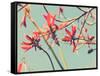 Flowers in Bloom on a Tree-Myan Soffia-Framed Stretched Canvas