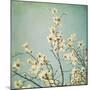 Flowers in Bloom-Myan Soffia-Mounted Photographic Print