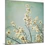 Flowers in Bloom-Myan Soffia-Mounted Photographic Print