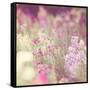 Flowers in Bloom-Myan Soffia-Framed Stretched Canvas