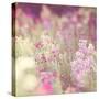 Flowers in Bloom-Myan Soffia-Stretched Canvas