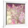 Flowers in Bloom-Myan Soffia-Framed Photographic Print