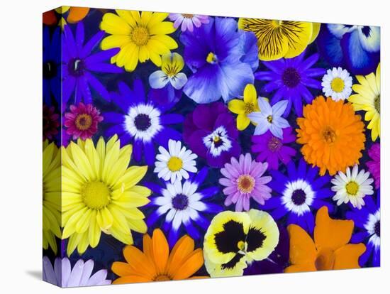 Flowers in Blues and Yellows-Darrell Gulin-Stretched Canvas