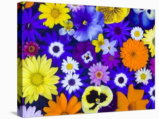 Flowers in Blues and Yellows-Darrell Gulin-Stretched Canvas