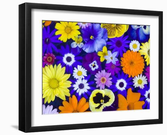 Flowers in Blues and Yellows-Darrell Gulin-Framed Photographic Print