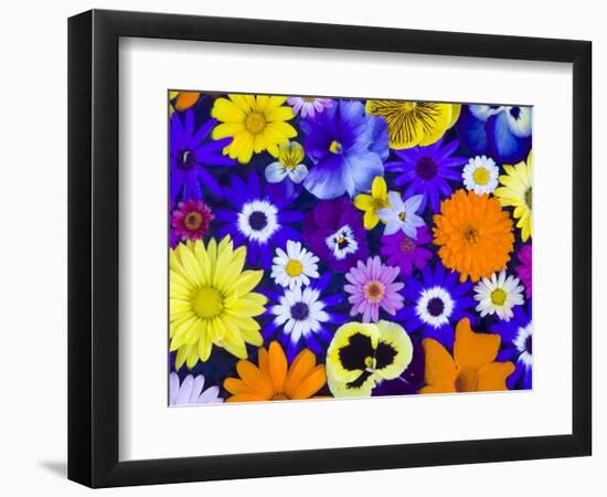 Flowers in Blues and Yellows-Darrell Gulin-Framed Photographic Print