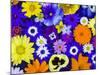 Flowers in Blues and Yellows-Darrell Gulin-Mounted Photographic Print