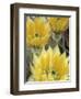 Flowers in Chihuahuan Desert, Big Bend National Park, Texas, USA-Scott T^ Smith-Framed Photographic Print