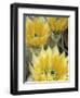 Flowers in Chihuahuan Desert, Big Bend National Park, Texas, USA-Scott T^ Smith-Framed Photographic Print