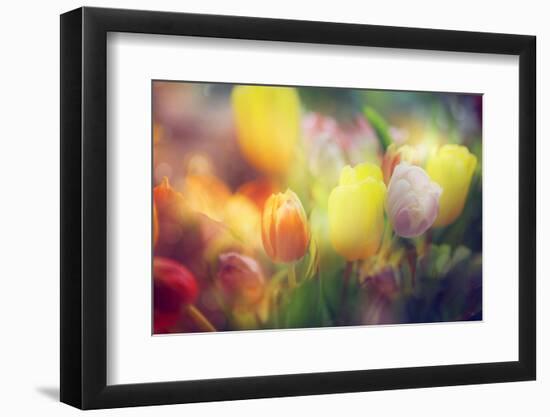 Flowers in Color Filters-Timofeeva Maria-Framed Premium Photographic Print