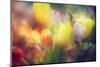 Flowers in Color Filters-Timofeeva Maria-Mounted Premium Photographic Print