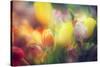 Flowers in Color Filters-Timofeeva Maria-Stretched Canvas