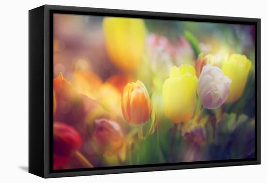 Flowers in Color Filters-Timofeeva Maria-Framed Stretched Canvas