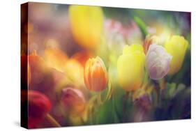 Flowers in Color Filters-Timofeeva Maria-Stretched Canvas