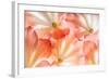 Flowers in Detail - Macro Texture-Kuttelvaserova Stuchelova-Framed Photographic Print