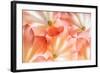 Flowers in Detail - Macro Texture-Kuttelvaserova Stuchelova-Framed Photographic Print