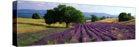 Flowers in Field, Lavender Field, La Drome Provence, France-null-Stretched Canvas