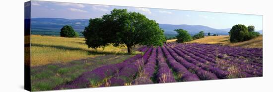 Flowers in Field, Lavender Field, La Drome Provence, France-null-Stretched Canvas