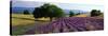 Flowers in Field, Lavender Field, La Drome Provence, France-null-Stretched Canvas