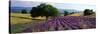 Flowers in Field, Lavender Field, La Drome Provence, France-null-Stretched Canvas