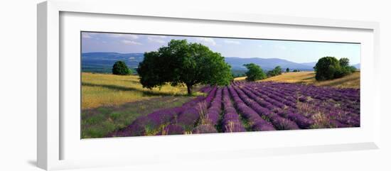 Flowers in Field, Lavender Field, La Drome Provence, France-null-Framed Photographic Print