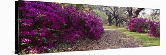 Flowers in Magnolia Plantation and Gardens, Charleston, South Carolina, USA-null-Stretched Canvas