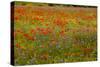 Flowers in Meadow Poppy and Cornflowers-null-Stretched Canvas