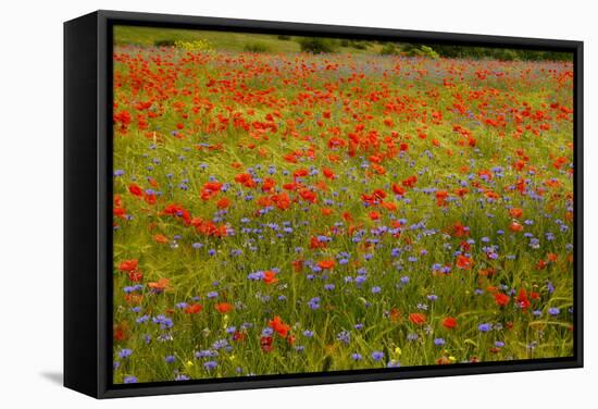 Flowers in Meadow Poppy and Cornflowers-null-Framed Stretched Canvas