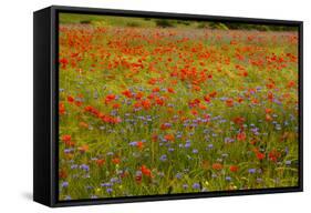 Flowers in Meadow Poppy and Cornflowers-null-Framed Stretched Canvas