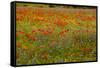 Flowers in Meadow Poppy and Cornflowers-null-Framed Stretched Canvas