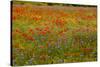 Flowers in Meadow Poppy and Cornflowers-null-Stretched Canvas