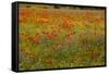 Flowers in Meadow Poppy and Cornflowers-null-Framed Stretched Canvas