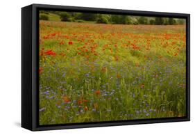 Flowers in Meadow Poppy and Cornflowers-null-Framed Stretched Canvas