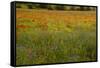 Flowers in Meadow Poppy and Cornflowers-null-Framed Stretched Canvas