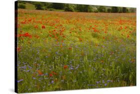 Flowers in Meadow Poppy and Cornflowers-null-Stretched Canvas