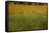 Flowers in Meadow Poppy and Cornflowers-null-Framed Stretched Canvas