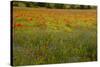 Flowers in Meadow Poppy and Cornflowers-null-Stretched Canvas