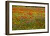 Flowers in Meadow Poppy and Cornflowers-null-Framed Photographic Print