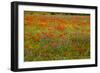 Flowers in Meadow Poppy and Cornflowers-null-Framed Photographic Print