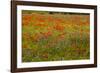 Flowers in Meadow Poppy and Cornflowers-null-Framed Photographic Print